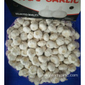 Jinxiang Pure White Garlic Best Quality 2019